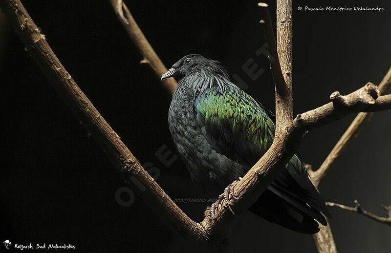 Nicobar Pigeon