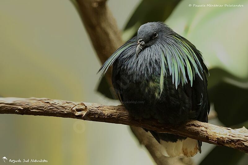 Nicobar Pigeon