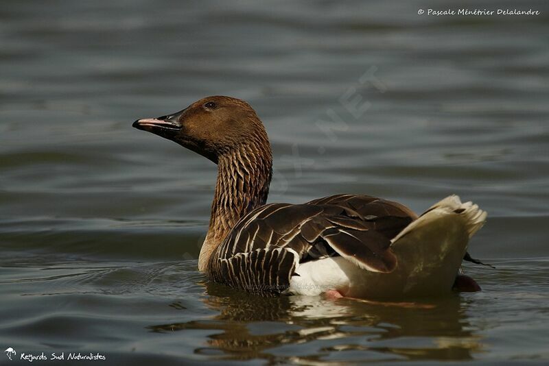 Pink-footed Goose