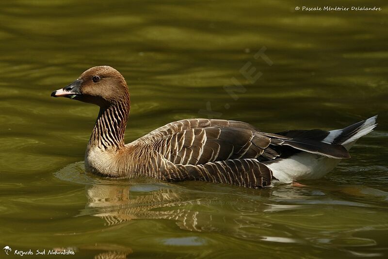 Pink-footed Goose