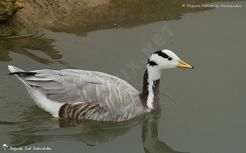 Bar-headed Goose