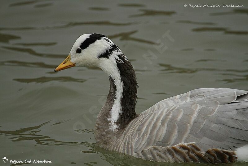 Bar-headed Goose