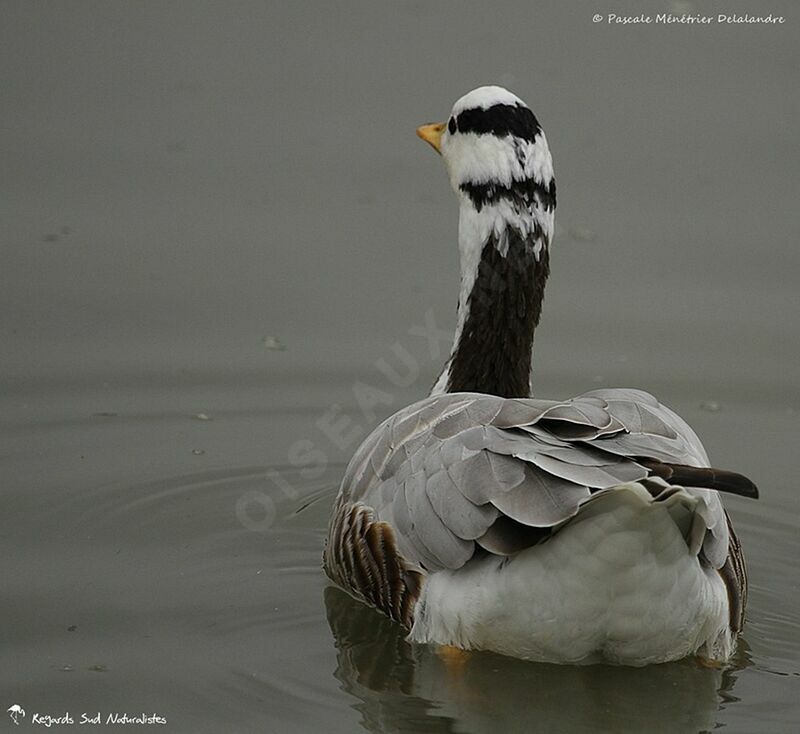 Bar-headed Goose