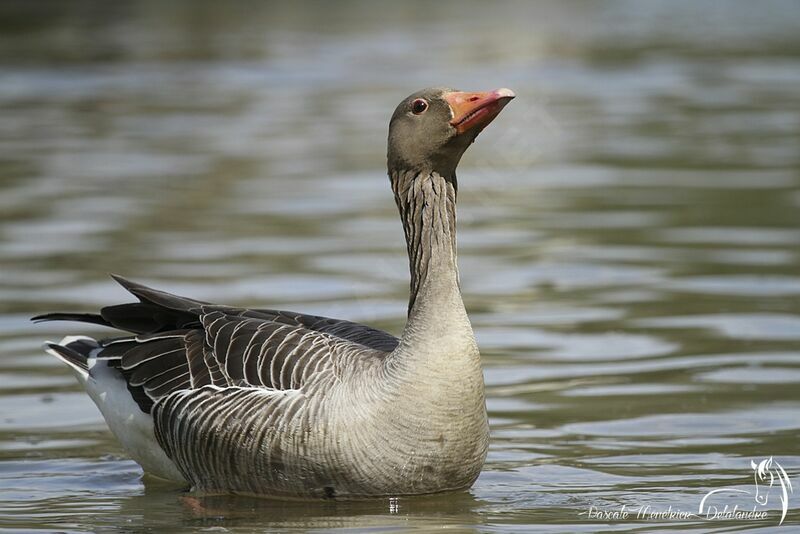 Greylag Goose