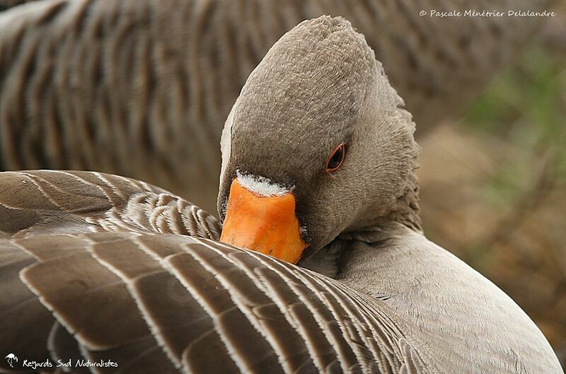 Greylag Goose