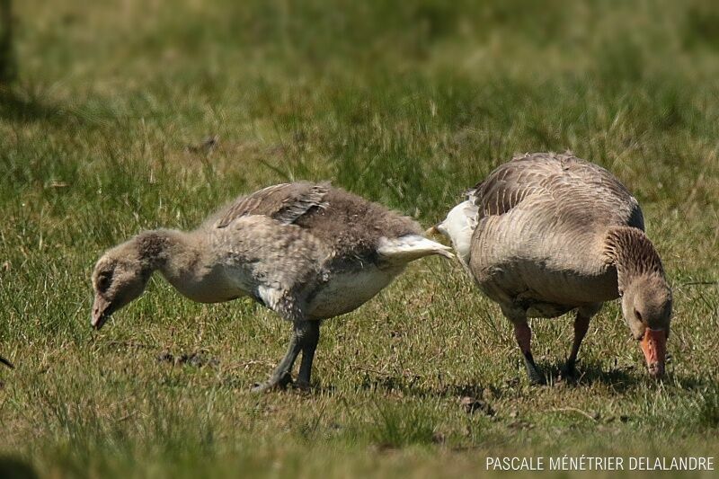 Greylag Goose