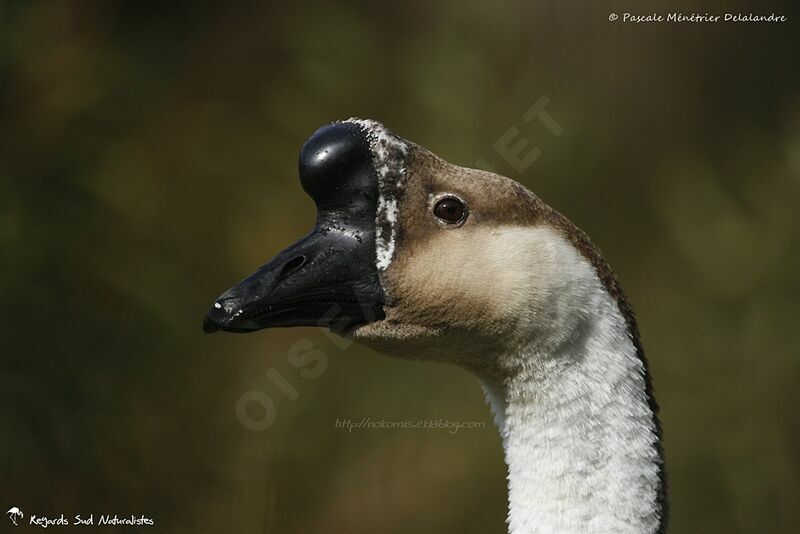 Swan Goose