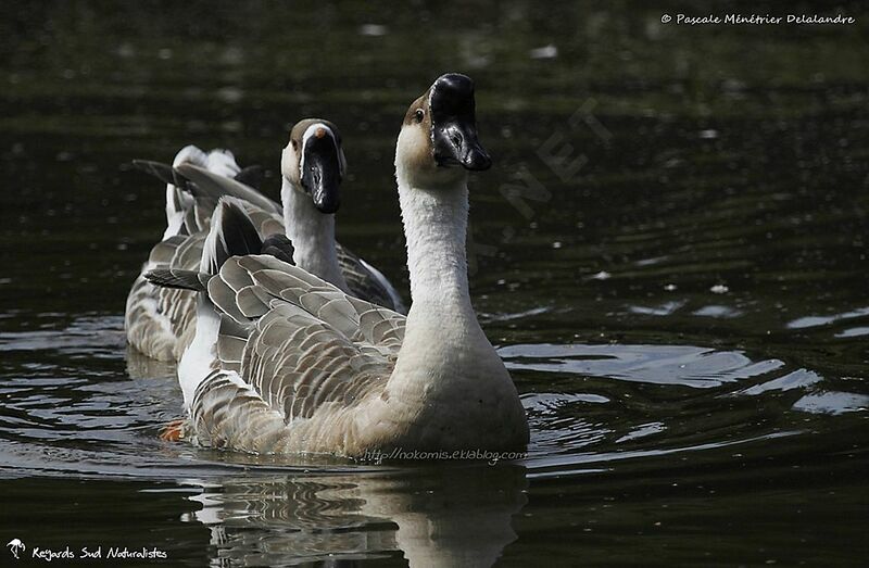 Swan Gooseadult