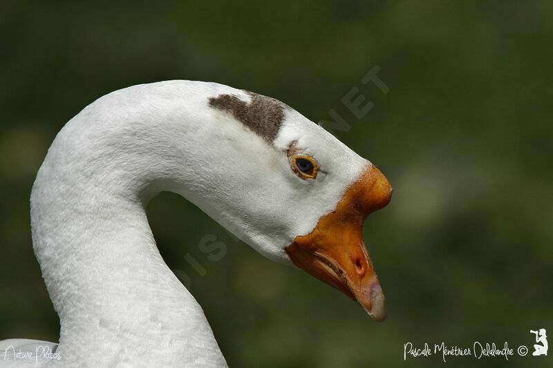 Swan Goose