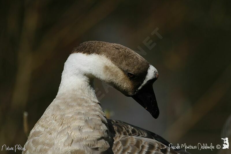 Swan Goose