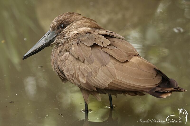 Hamerkop