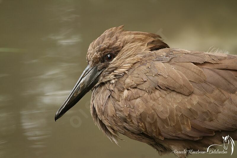 Hamerkop