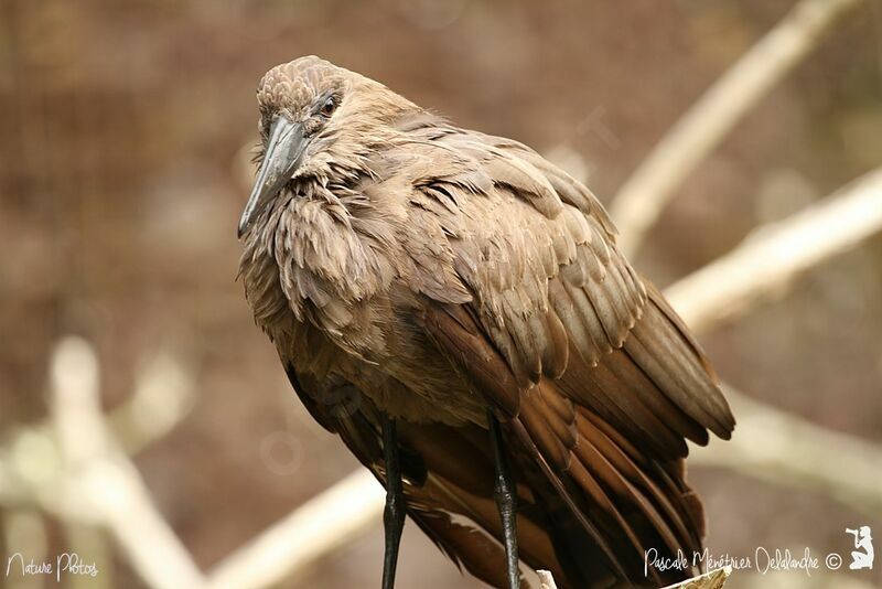 Hamerkop