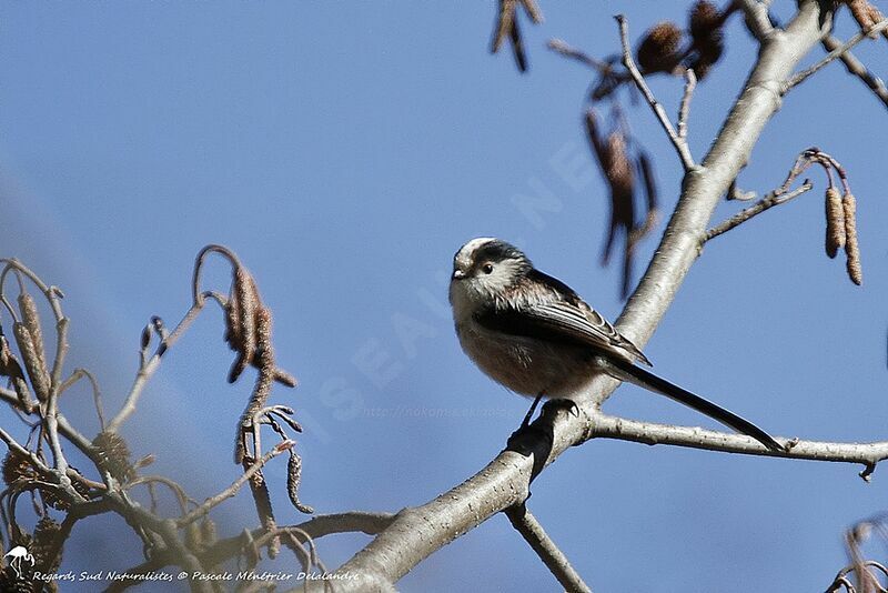 Long-tailed Tit