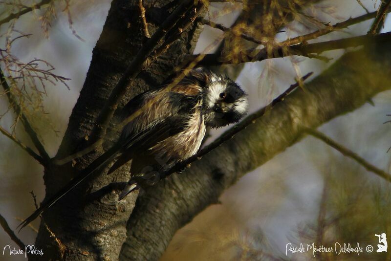 Long-tailed Tit