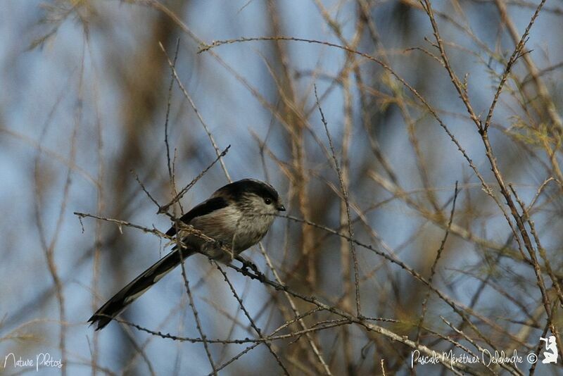 Long-tailed Tit