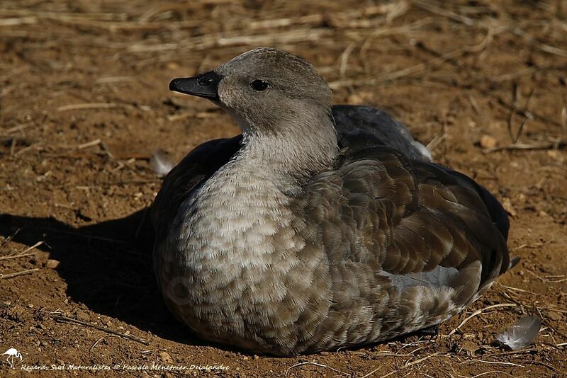 Blue-winged Goose