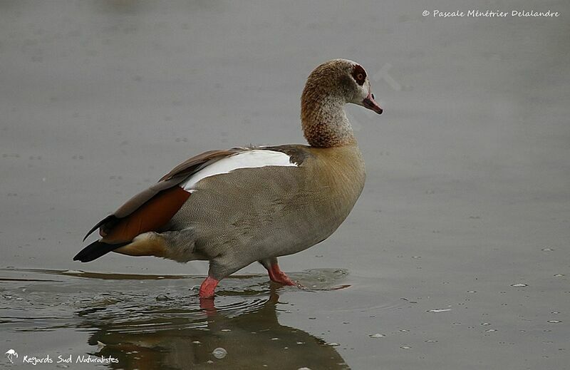 Egyptian Goose