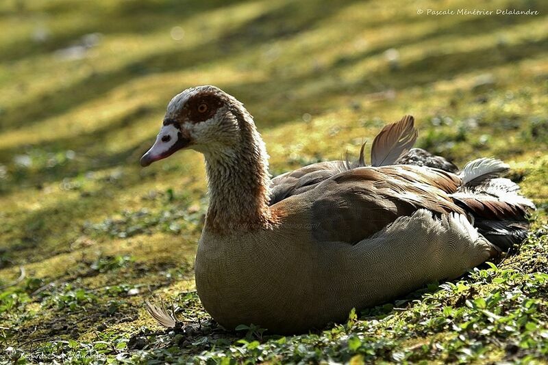 Egyptian Goose