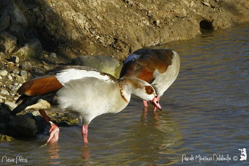 Egyptian Goose