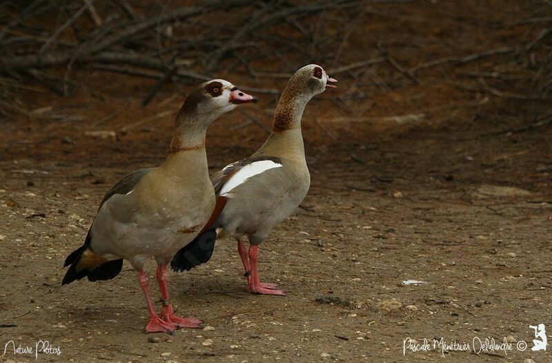 Egyptian Goose