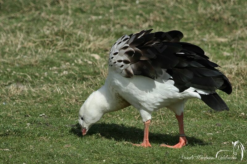 Andean Goose