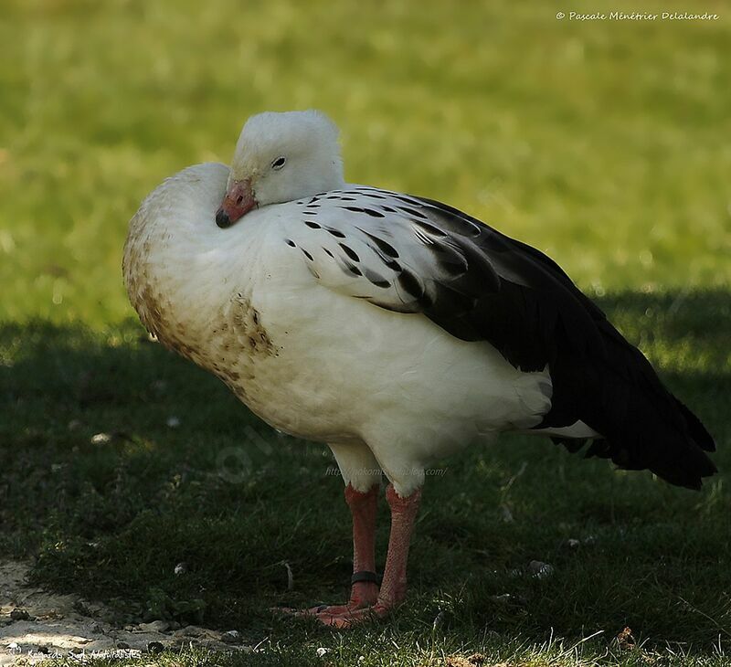 Andean Goose