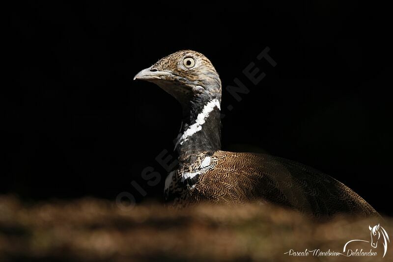 Little Bustard