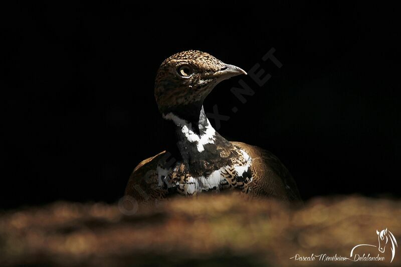 Little Bustard