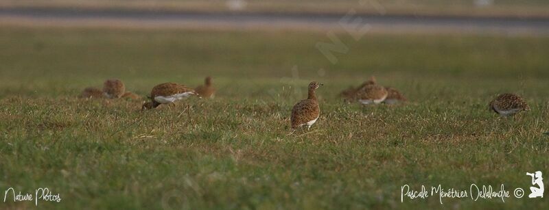 Little Bustard