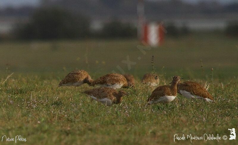 Little Bustard