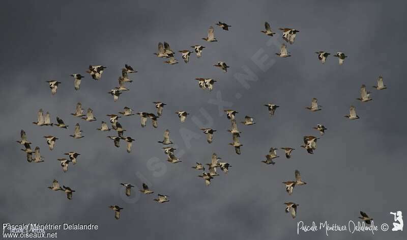 Little Bustard, Flight, Behaviour