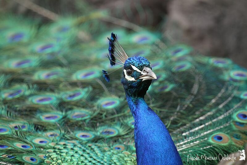 Indian Peafowl