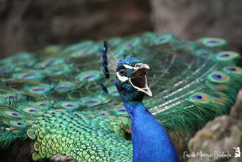 Indian Peafowl