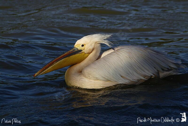 Great White Pelican