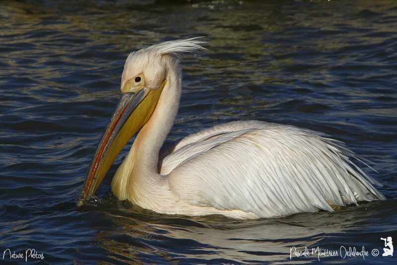 Great White Pelican