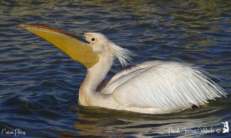 Great White Pelican