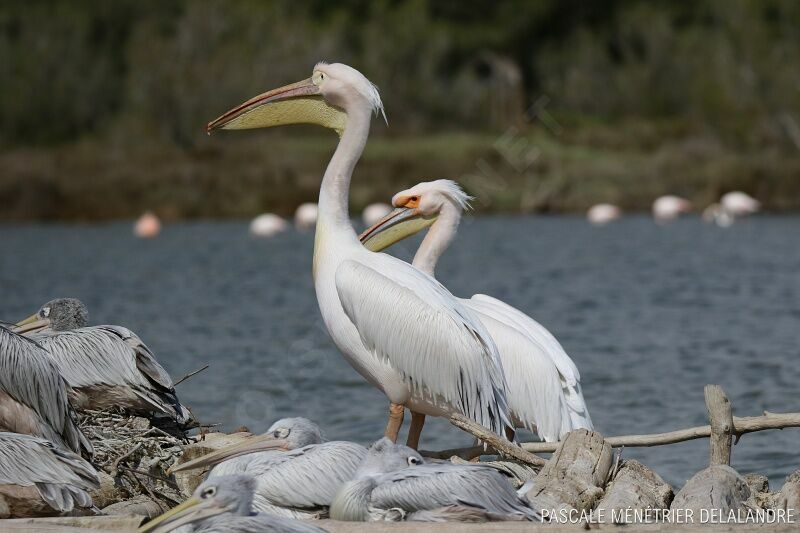 Great White Pelican