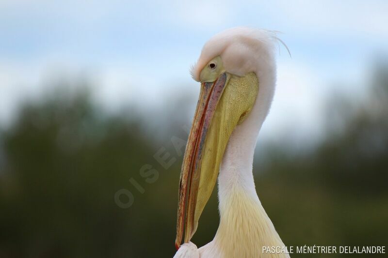 Great White Pelican