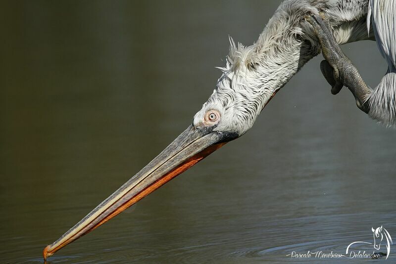 Dalmatian Pelican