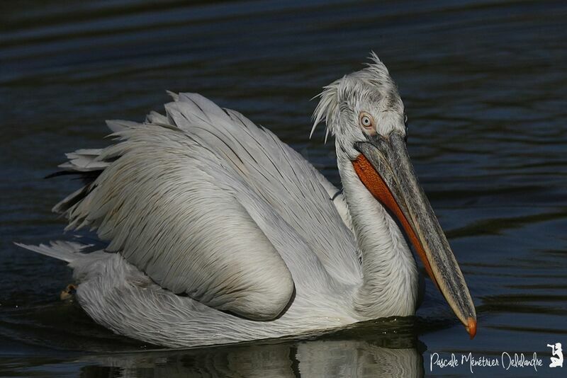 Dalmatian Pelican