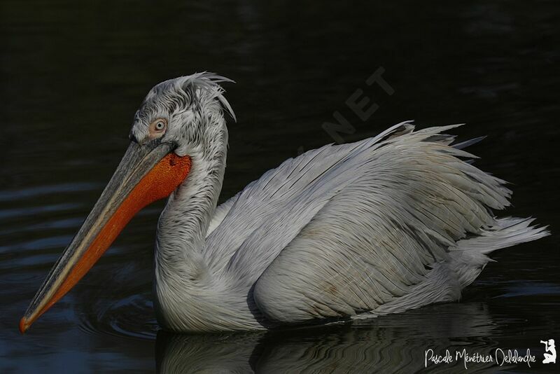 Dalmatian Pelican