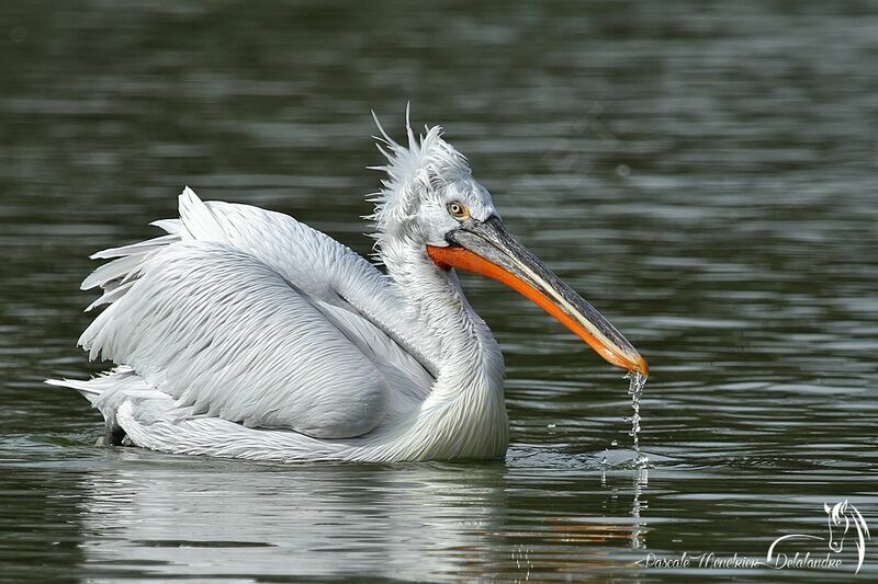 Dalmatian Pelican