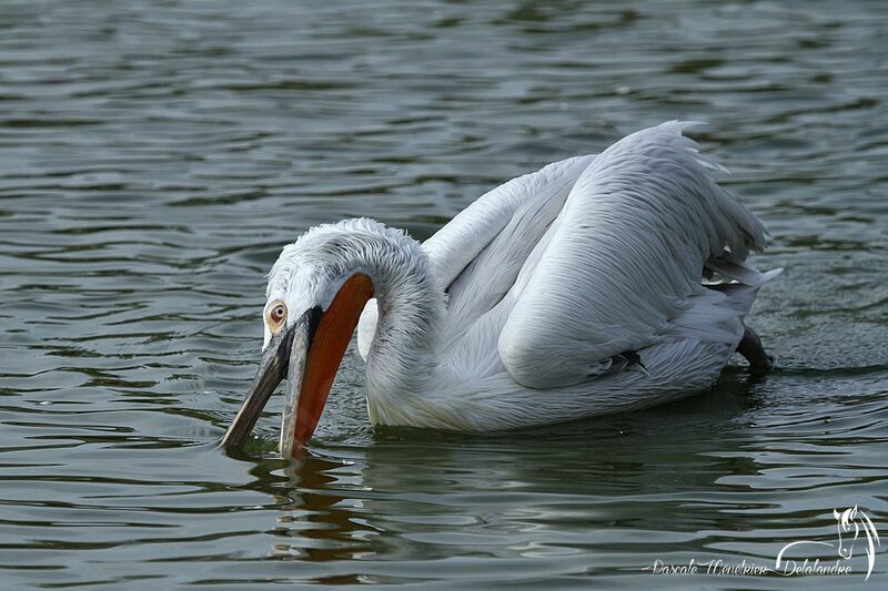 Dalmatian Pelican