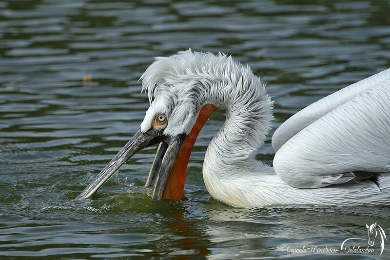 Dalmatian Pelican