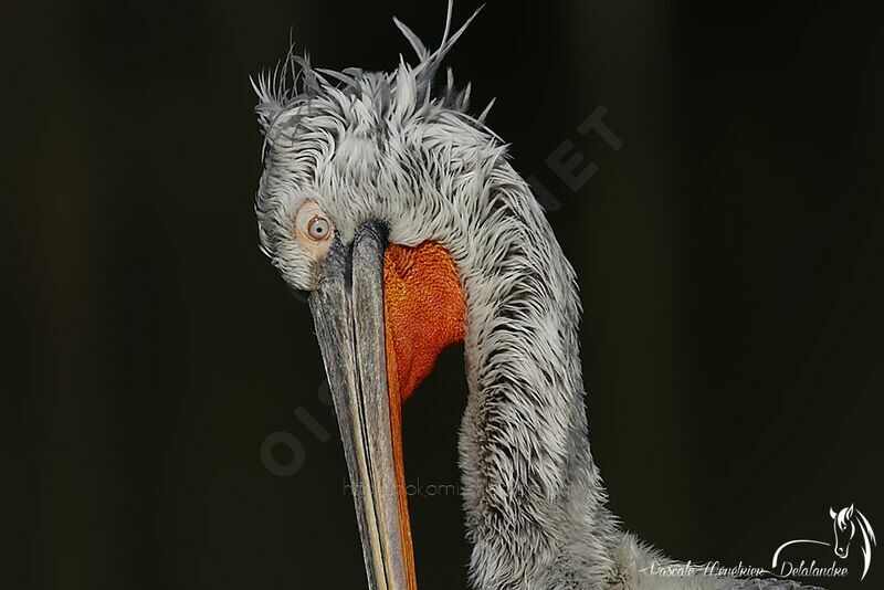 Dalmatian Pelican