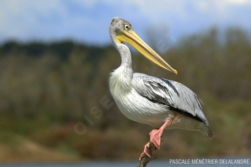 Pélican gris