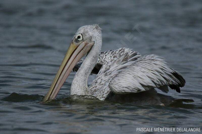 Pink-backed Pelican