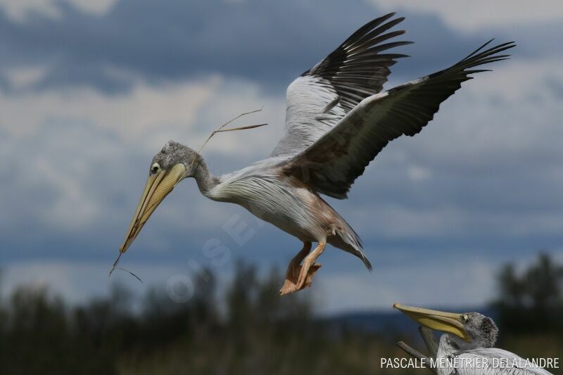 Pink-backed Pelican