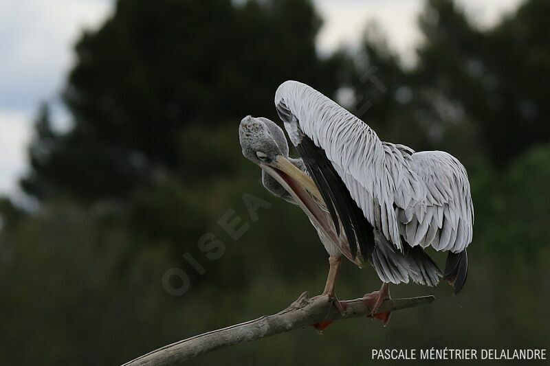 Pink-backed Pelican